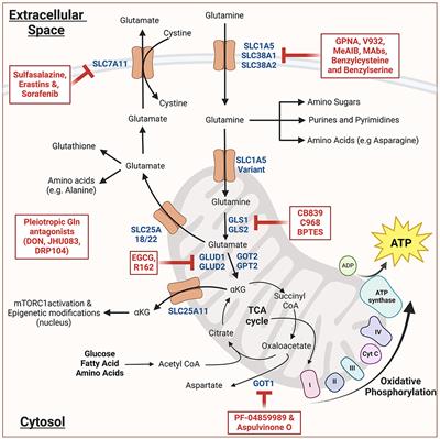 Role of glutamine metabolism in tuberculosis pathogenesis: a mini review